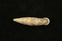 藏品(史因福煙管蝸牛)的圖片